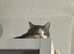 BOY CAT TO BE REHOMED