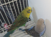 Black wing budgies
