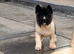 AKITA PUPS FROM KC REG REG PARENTS.