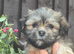Lovely pedigree puppys Ready now