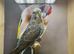 Black wing male budgie