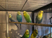 Budgies price varies