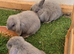 Lop bunnies