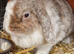 adult bunny