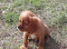 Beautiful Cockalier Puppies