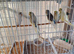 Baby budgies