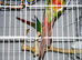 Gorgeous Pair Of Tame Conures