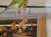 Budgies available 8 weeks old