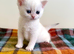 Copper Silver British Shorthair Male