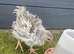 Frizzle bantam