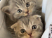 Pure pedigree bsh kittens