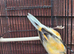 Harliquin canary( hen)