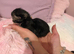 5 kittens looking to secure their forever homes