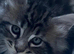 Stunning Mainecoon kittens