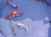 butterfly koi &pound;15