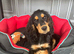 Absolutely adorable show cocker spaniel girl