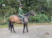 Tia 15.2 TB Mare 11yrs happy hack mother daughter share jumper