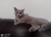 Lilac female British Shorthair