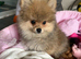 Female Pomeranian puppy