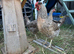 5 cream legbar chicken laying