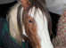 DESPERATLY SEEKING LIVERY YARD
