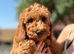 Cavapoo F1b