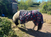 12.2h 3 year old gelding