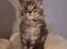 Beautiful black silver tabby mainecoon kittens