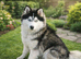 Fluffy Pomsky for Stud