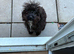 Beautiful cockapoo girl