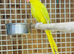 Ringneck