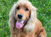 7 handsome cockapoo boys looking for there forever homes