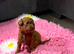 F1BB Toy Cavapoo