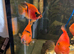 Tiger parrots