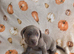 Beautiful silver and charcoal lab puppies