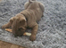 Stunning shar pei