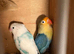 Beautiful young love birds for sale