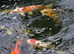 Koi carp