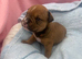 Olde English Bulldogge puppies ready to go 28th June 26