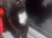 Gizmo 3 year old