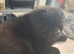 9 month old chow