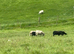 Shetland X Lleyn ewes