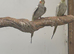 Cockatiels