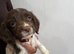 Springer spaniel boys️