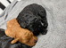 Cockapoos stunning litter