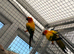 Male sun conure
