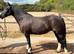 14.2HH COB MARE &ndash; SCHOOLMISTRESS / RIDING SCHOOL TYPE