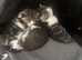 Three kittens for sale