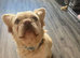 Fluffy Frenchie