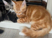Kittens ready to find forever home